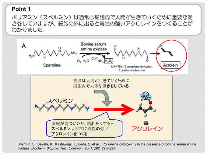 ポリアミン（スペルミン）は通常は脳細胞で人間が生きていくために重要な働きをしていますが、細胞の外にでると毒性の強いアクロレインをつくることがわかりました
