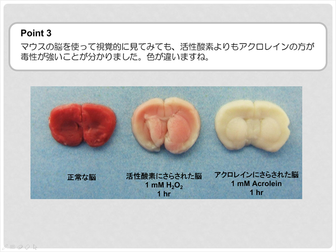 マウスの脳を使って視覚的に見ても、活性酸素よりもアクロレインの方が毒性が強いことが分かりました。